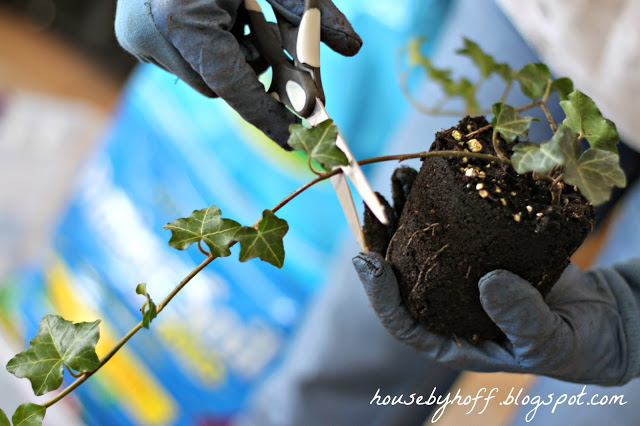 Cutting the piece of Ivy plant with scissors.