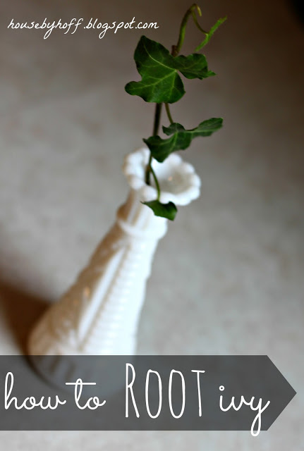 Ivy in white vase.