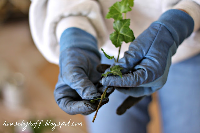 Blue gloved hands holding the piece of ivy.