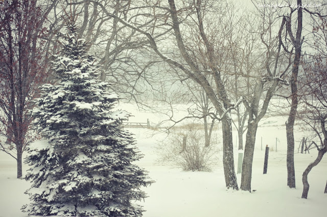 A backyard with snow on the trees.