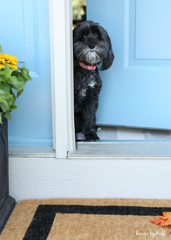 Little black dog in the doorway of the front stoop.