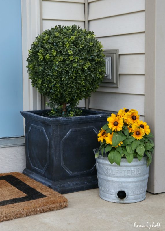 Boxwood topiary beside the yellow flowers on doorstep.