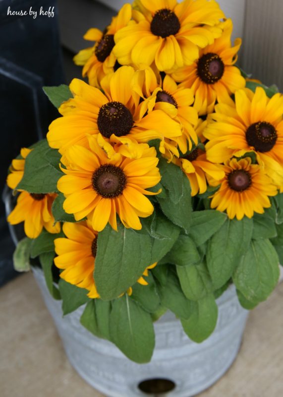 Bright yellow flowers in bucket.