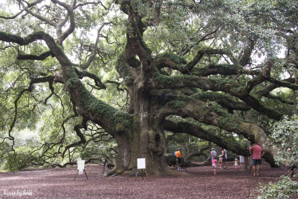 Angel Oak