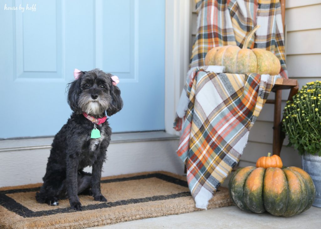 Little black dog on front porch beside the pumpkins, in front of light blue door.