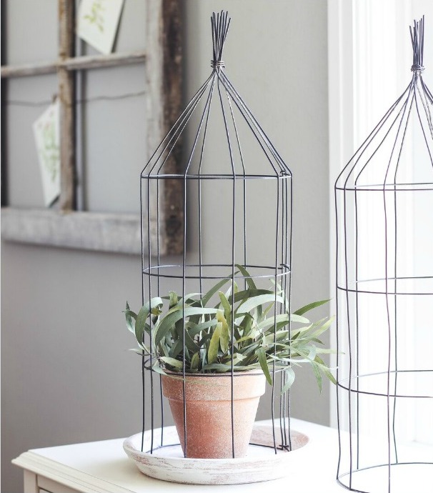 Plant on table with wire cage around it.