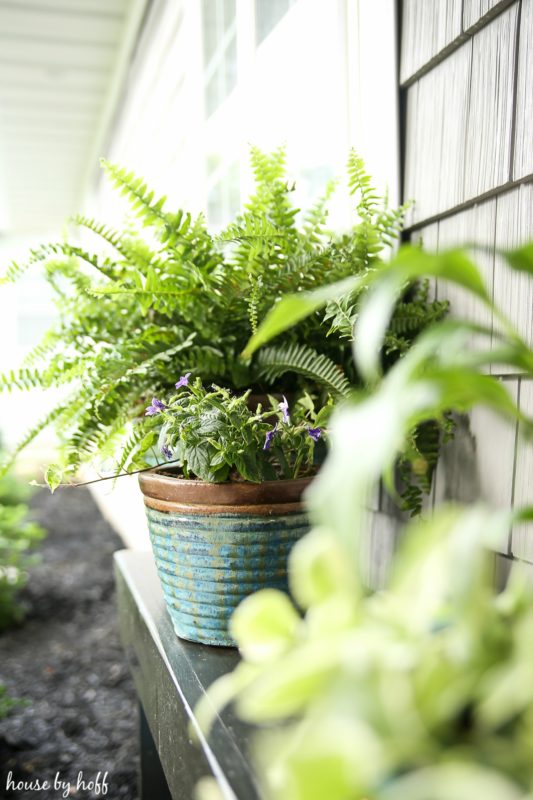 Up close picture of the plants on the bench.