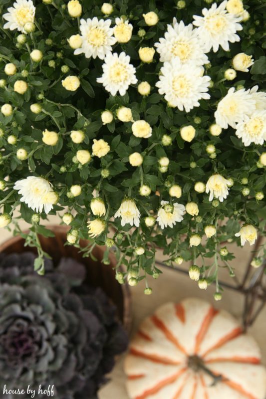 Pumpkin and white flowers on stoop.