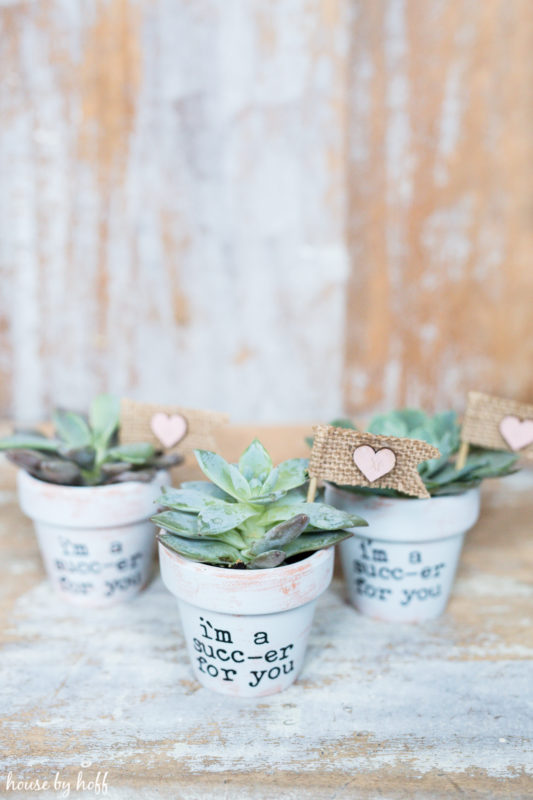 DIY Succulent Valentines via House by Hoff