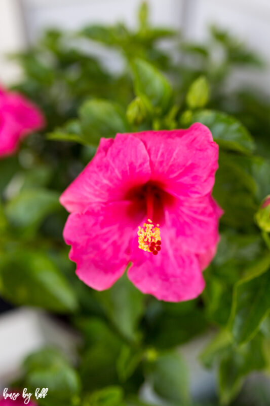 Pink Hibiscus on Front Stoop