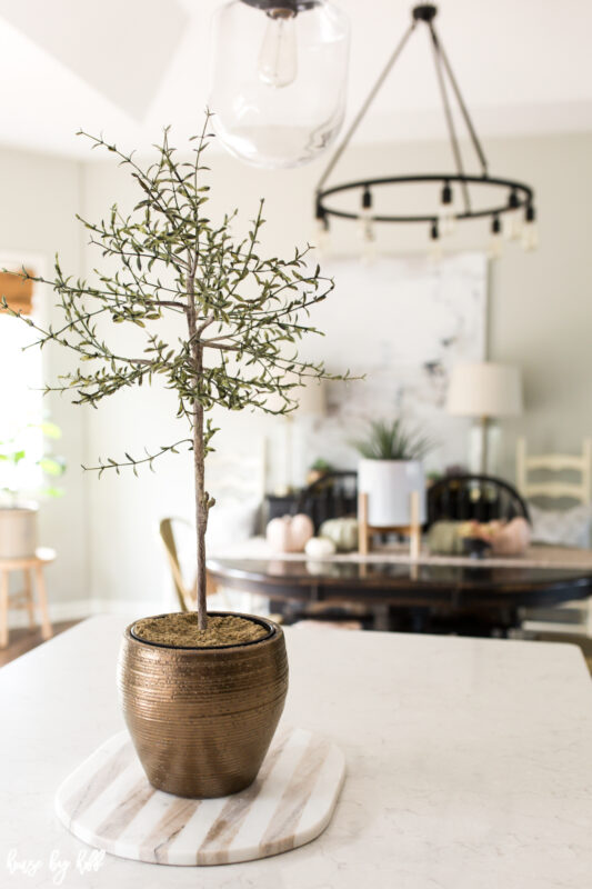 Thyme topiary in bronze pot